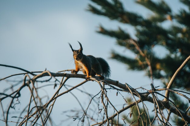 Captura de um esquilo em um galho de árvore