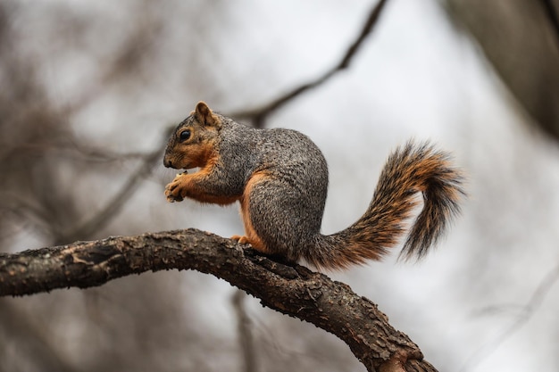 Captura de um esquilo fofo em uma floresta