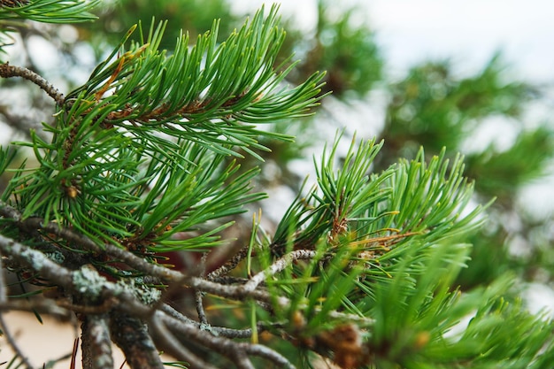 Captura de um galho de pinheiro com agulhas de coníferas verdes