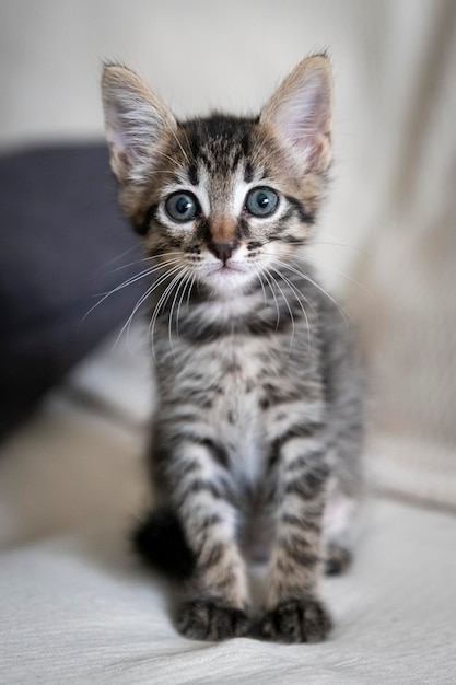 Captura de um gatinho adorável sentado no sofá