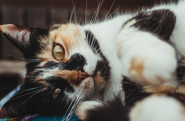 Captura de um gato fofo com lindos padrões pretos de branco e gengibre