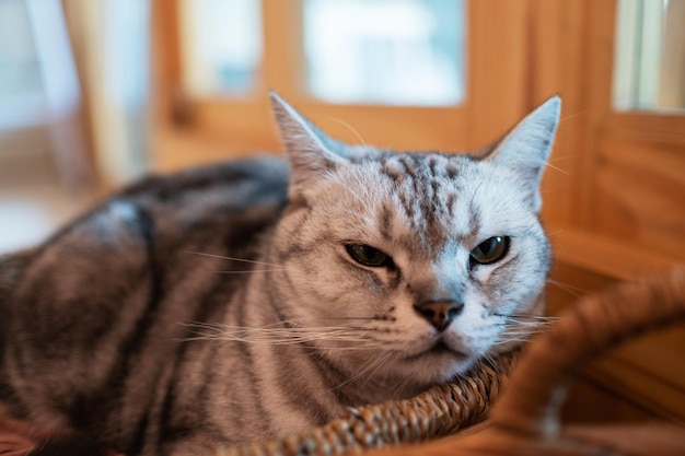 Captura de um gato no chão em casa animalxA