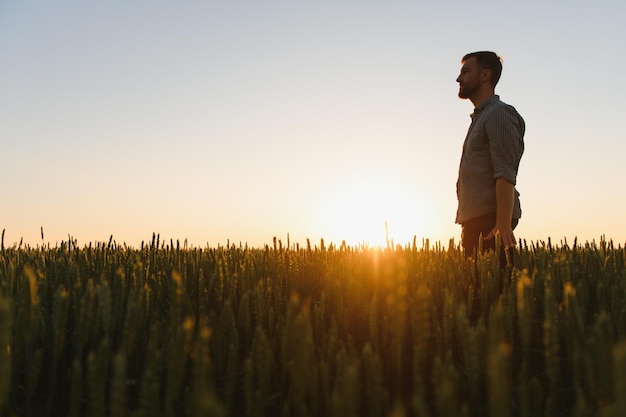 Captura de um homem verificando a qualidade das espigas de trigo em um pôr do sol no meio do campo de amadurecimento dourado Trabalhador agrícola examina as espigas de trigo antes da colheita Conceito agrícola