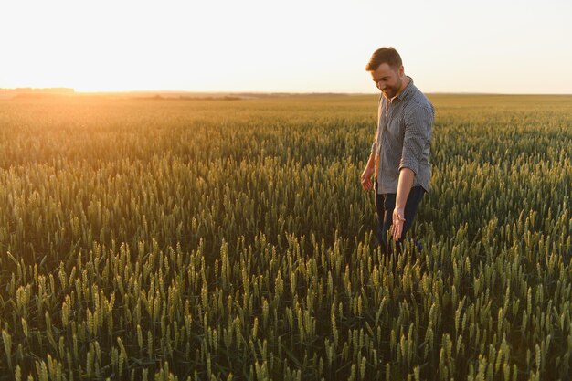 Captura de um homem verificando a qualidade das espigas de trigo em um pôr do sol no meio do campo de amadurecimento dourado Trabalhador agrícola examina as espigas de trigo antes da colheita Conceito agrícola