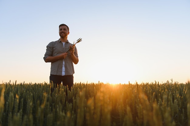 Captura de um homem verificando a qualidade das espigas de trigo em um pôr do sol no meio do campo de amadurecimento dourado Trabalhador agrícola examina as espigas de trigo antes da colheita Conceito agrícola