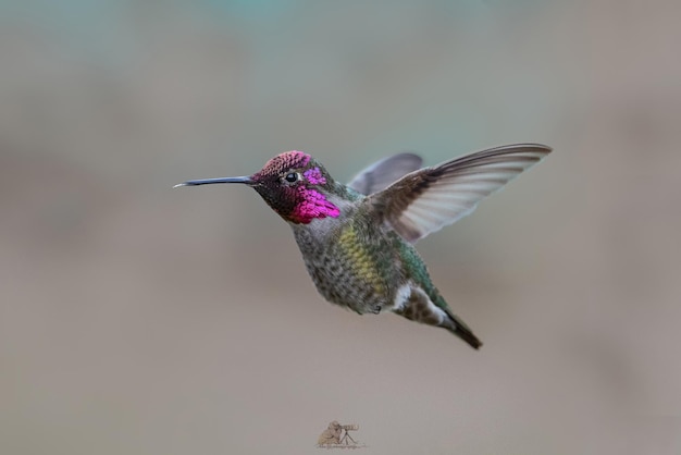 Captura de um lindo pássaro trochilinae