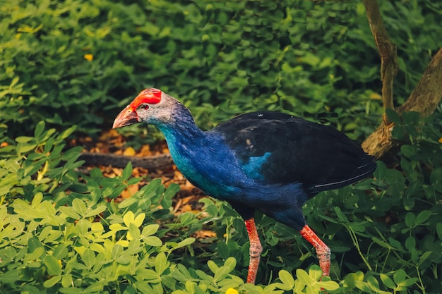 Captura de um swamphen ocidental em um parque