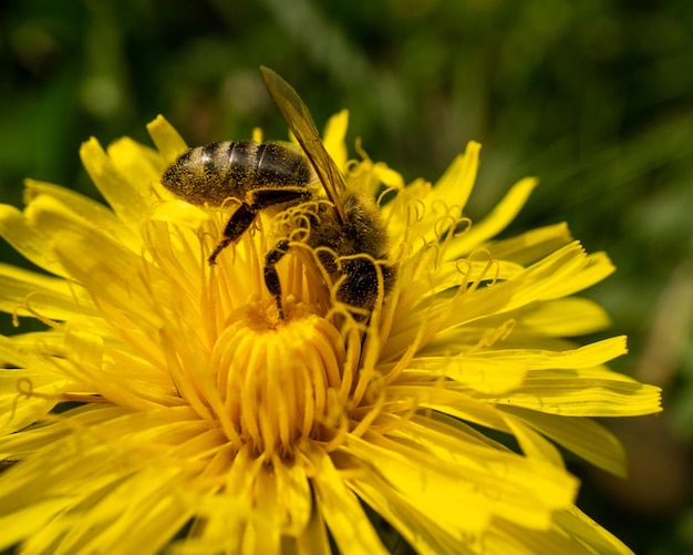 Captura de uma abelha coletando pólen em uma flor amarela de dente-de-leão