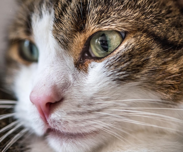 Captura detalhada de gato