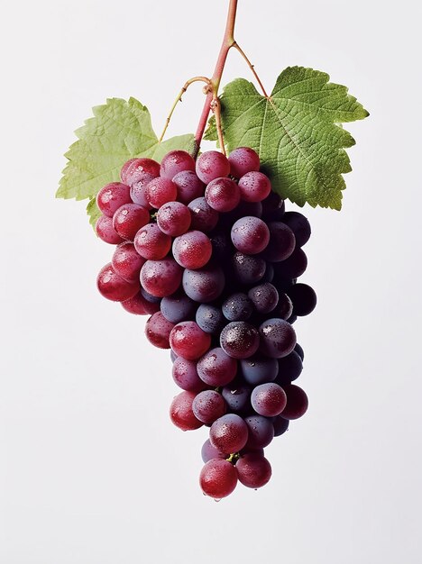 Captura la esencia de las uvas Pinot Noir con una captura comercial cautivadora que muestra el carácter único