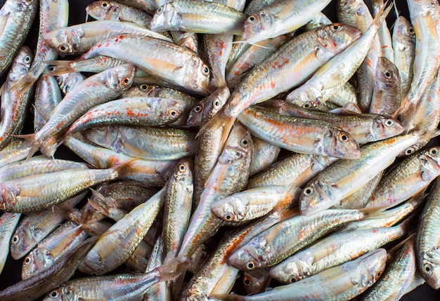 Captura fresca de salmonete. peixes do sultanka do mar negro.