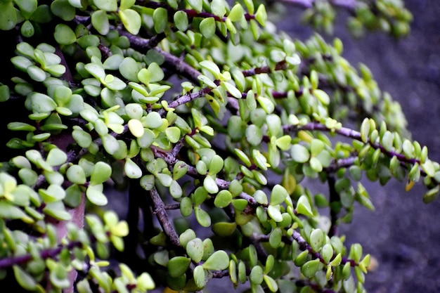 Captura de una hermosa planta decorativa