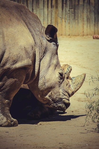 La captura del majestuoso rinoceronte blanco en el zoológico Un sueño de fotógrafo hecho realidad