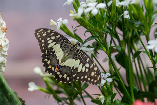 Captura de mariposa en flores blancas.