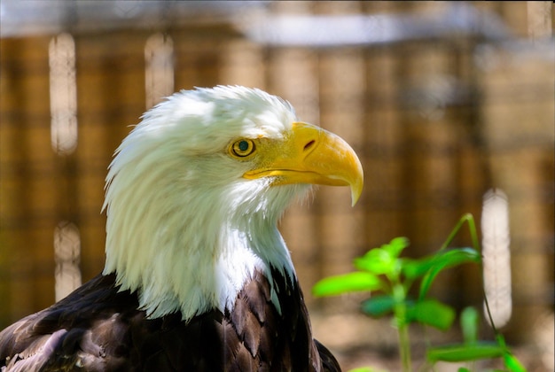 Captura de pantalla de un águila calva en un bosque durante el día