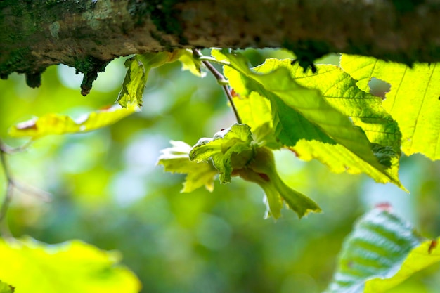 Captura de pantalla de una avellana verde y fresca en el árbol