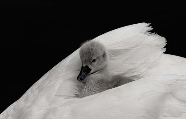 Captura de pantalla de un cisne bebé sentado en las plumas de su madre