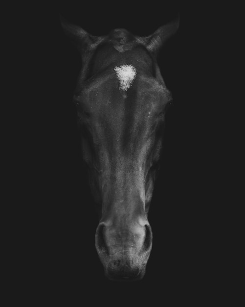Captura de pantalla en escala de grises de una cabeza de caballo