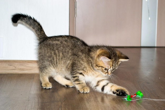 Captura de pantalla de un gato europeo de pelo corto jugando en la casa