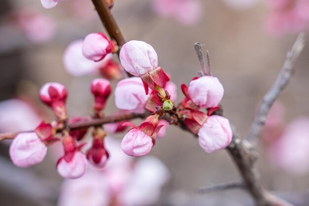 Captura de pantalla de una hermosa flor de cerezo en Corea del Sur