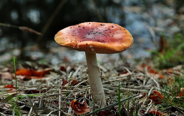Captura de pantalla de hongos silvestres en un gran bosque cerca de la ciudad de Rijssen en Twente, Países Bajos