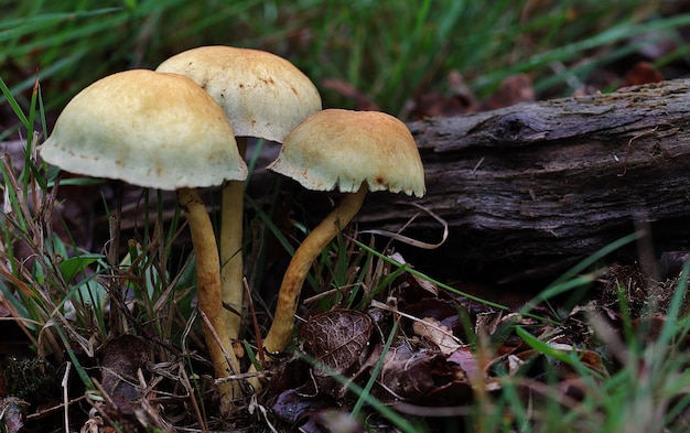 Captura de pantalla de hongos silvestres en un gran bosque cerca de la ciudad de Rijssen en Twente, Países Bajos