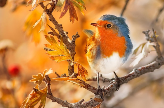 Captura de pantalla de un increíble y lindo pájaro petirrojo posado en una rama de árbol otoñal