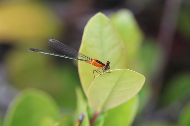 Captura de pantalla de una libélula grande en una hoja verde