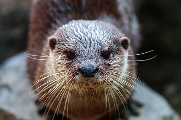 Captura de pantalla de una nutria asiática de garras pequeñas con pelaje marrón y un fondo borroso