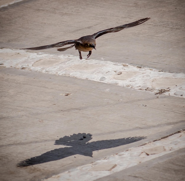 Captura de pantalla de un pájaro volador y su sombra en el suelo