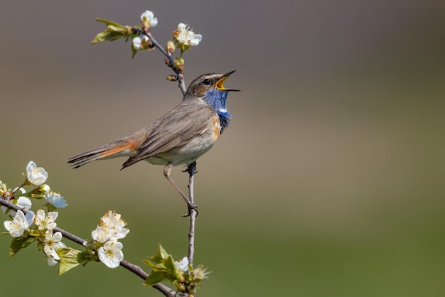 Captura de pantalla de un pájaro wren de marzo posado en una rama de árbol con flores blancas