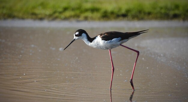 Captura de pantalla de un pájaro zancudo de alas negras caminando en un lago