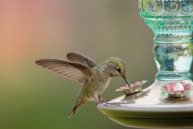 Captura de pantalla de un pequeño colibrí bebiendo del comedero