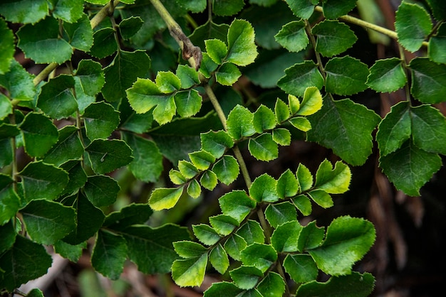 Captura de pantalla de una planta en crecimiento en un bosque húmedo después de la lluvia