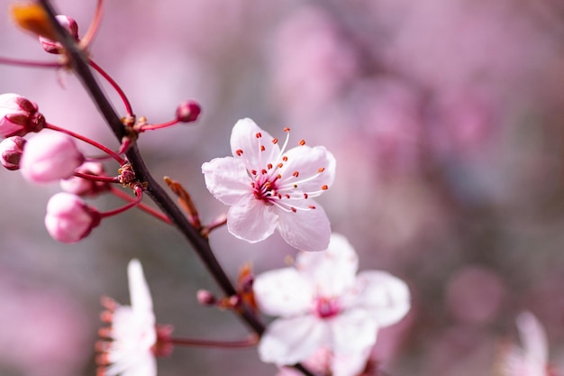 Captura de pantalla de una rama floreciente de sakura rosa