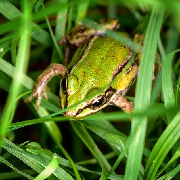 Captura de pantalla de una rana anfibia en su hábitat natural