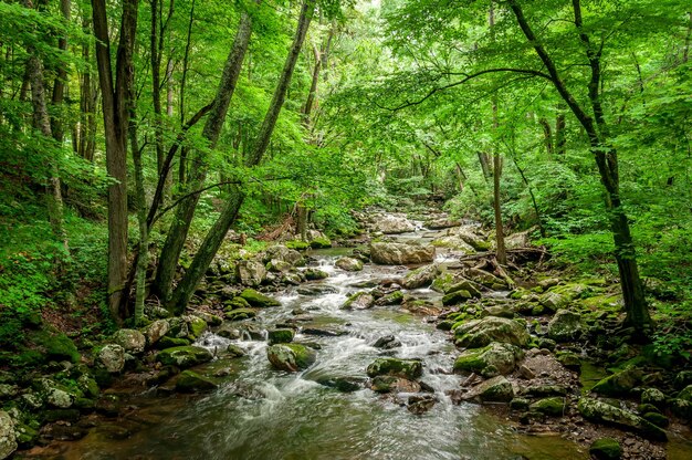 Captura de pantalla de un río rocoso en un bosque