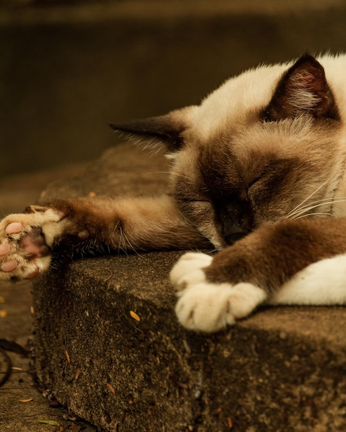 Captura de pantalla vertical de un gato siamés dormido