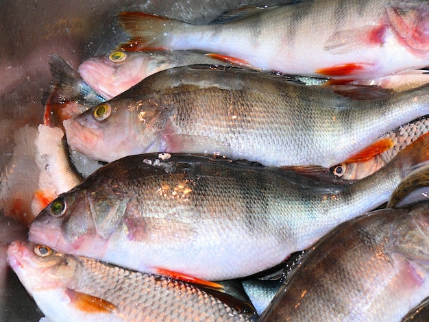 Captura de pescado capturado pescado de río para salazón y fritura
