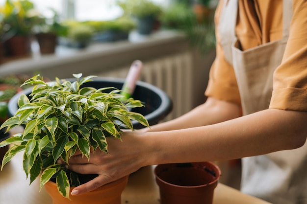 Captura recortada de una joven jardinera irreconocible con delantal trasplantando plantas de maceta en la mesa en casa