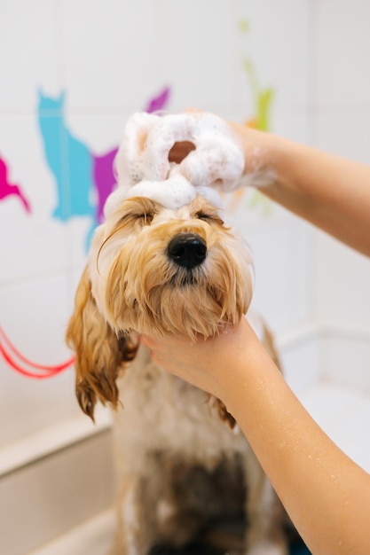 Foto captura vertical aproximada de uma cadela labradoodle feliz e encaracolada, lavando a cabeça com xampu na banheira no salão de beleza