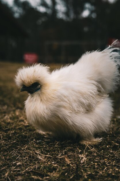 Captura vertical do frango silkie na fazenda