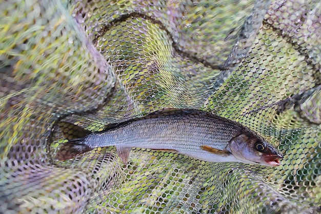 capturado tímalo europeo, aparejos y pesca, red de pesca, peces de río de agua dulce salvajes