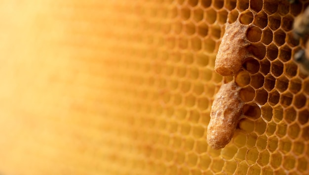 Capturando al criador de abejas de la Majestad mostrando las abejas reinas en panales de miel