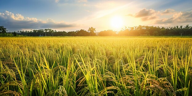 Foto capturar la belleza radiante de un campo de arroz dorado iluminado por el sol