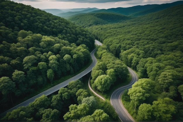 Capture la vista aérea de una carretera serpenteante que serpentea a través de un denso dosel verde del bosque