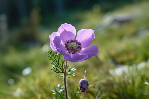 Se capturó una hermosa foto macro de una flor de anémona púrpura Fotografía macro de cerca El campo en el fondo es impresionante una foto macro con poca profundidad de campo