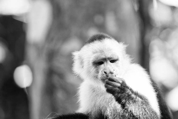 Capuchinho com pêlo branco na cabeça