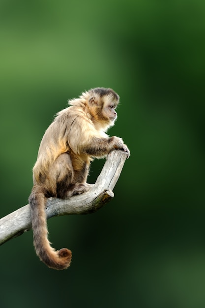 Foto capuchino, mono sentado en la rama de un árbol en el bosque tropical oscuro. capucinus en vegetación tropical verde. animal en el hábitat natural.