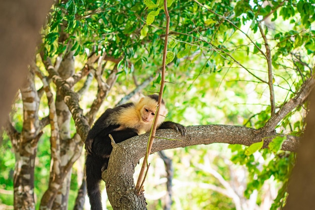 Capucinas de Cebus de Cara Branca Macaco-prego